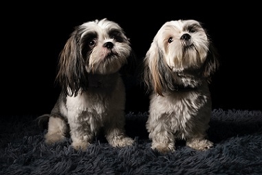 Kunnen de twee honden ook in de kist?